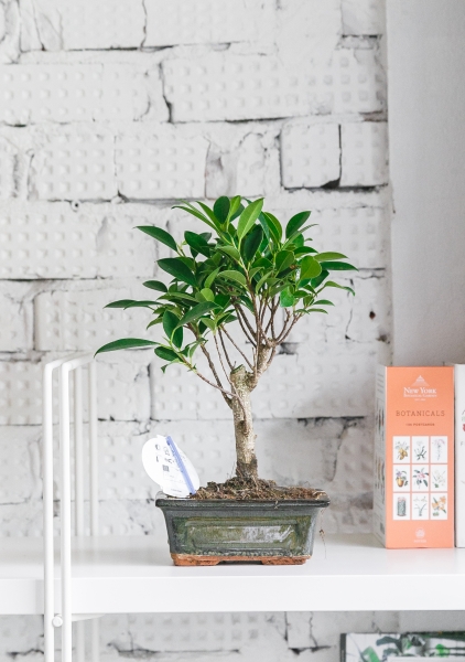 Бонсай Фикус Ретуза 15/25 см Бонсай Фикус Ретуза 15/25 см