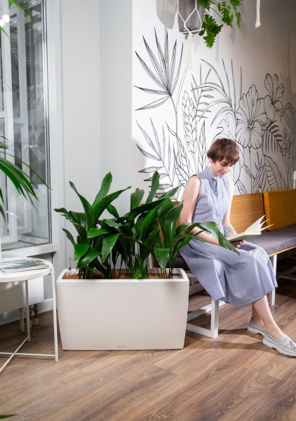 Аспидистра в CARARO 75