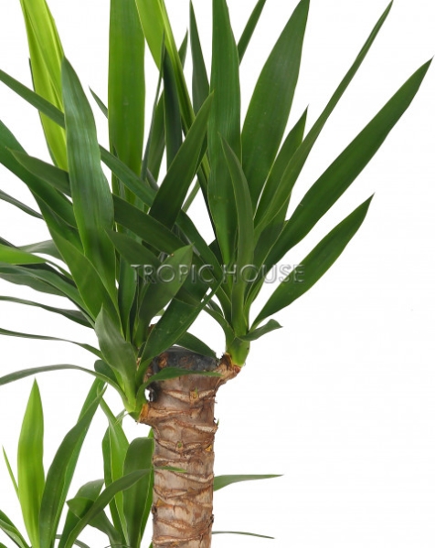 Юкка в CLASSICO LS 21