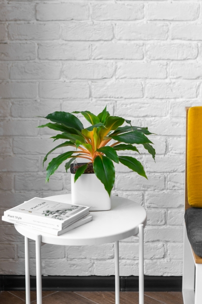 Хлорофитум Фаер Флеш в CUBE GLOSSY 14