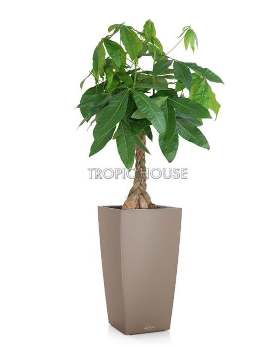 Пахира CUBICO 30/130 см, Песочно-коричневый