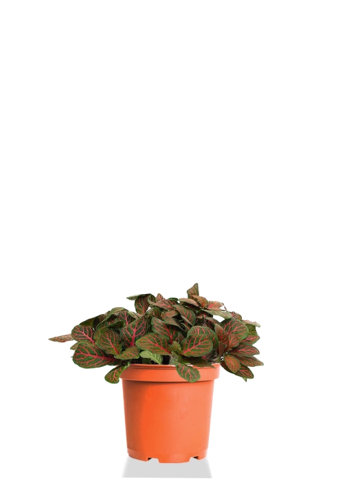 Фиттония Микс 12/17 см