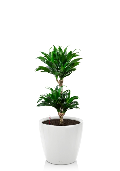 Драцена Компакта CLASSICO LS 28, белый блестящий Драцена Компакта CLASSICO LS 28, белый блестящий