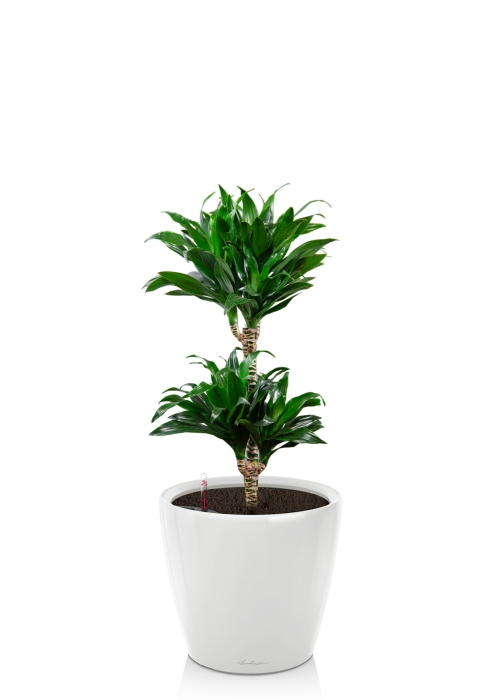 Драцена Компакта CLASSICO LS 28, белый блестящий