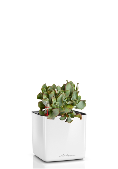 Крассула Ундулатифолия 12/20 см в CUBE GLOSSY 16, белый блестящий