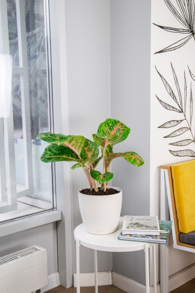 Аглаонема Баттерфляй в CLASSICO COLOR 21