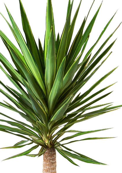 Юкка Джевел 21/80 см