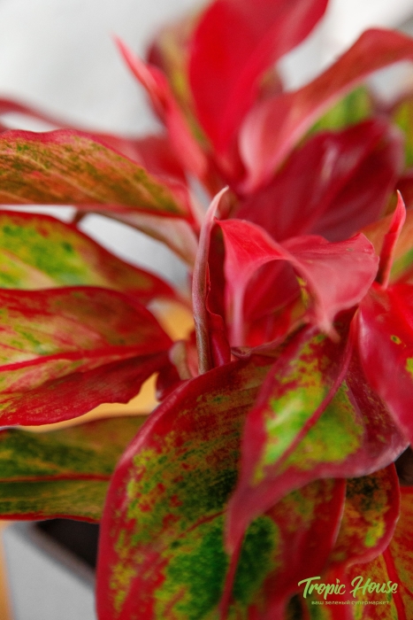 Аглаонема Крит в CUBE Glossy 14