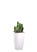 Кактус Цереус Флорида 9/20 см в MINI CUBI