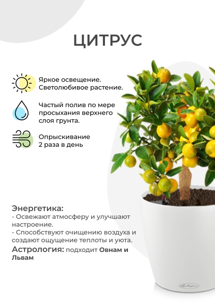 Цитрус Каламондин в CLASSICO Color 21