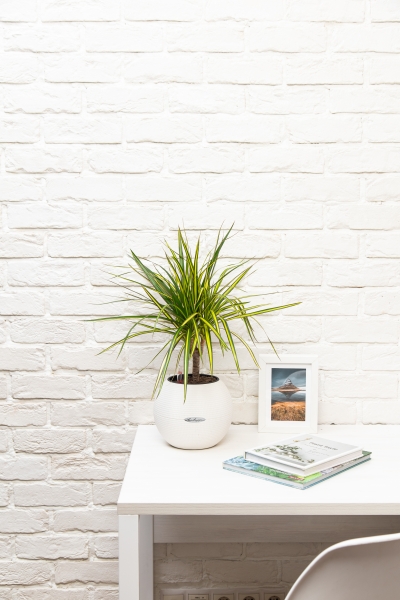 Драцена Маргината Санрей 12/40 см в PURO 20