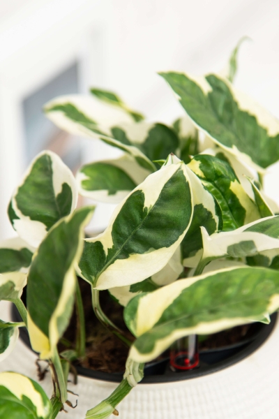 Эпипремнум Энджой 12/20 см в CUBE COLOR 14