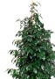 Фикус Бенджамина Даниэль 30/165 см в CUBICO 40