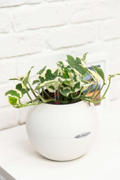 Эпипремнум Энджой 12/20 см в CUBE GLOSSY 14