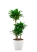 Драцена Компакта 3 ствола 21/100 см в CLASSICO COLOR 28