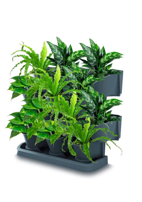 Набор растений "Зеленая стена 1"