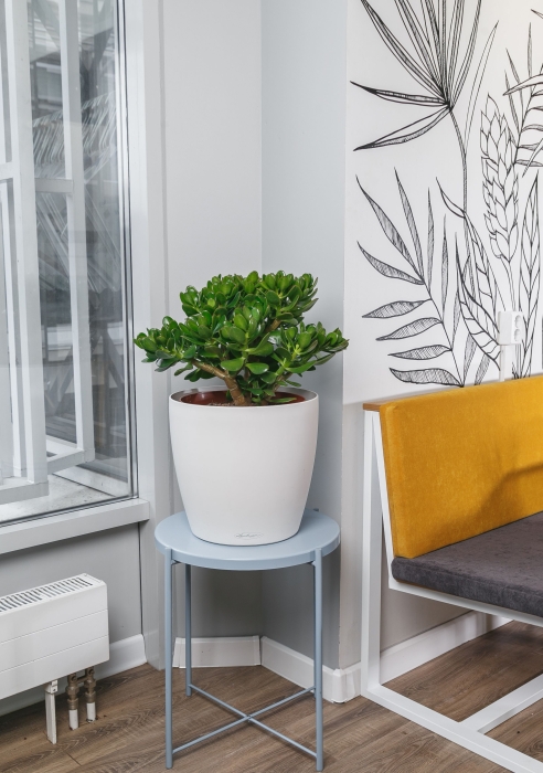 Крассула Овата в CLASSICO 28