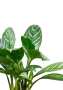 Аглаонема Страйп в CLASSICO 21