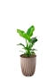 Стрелиция Николай 17/60 см в LAMELA MIRA ECO RECYCLED 250