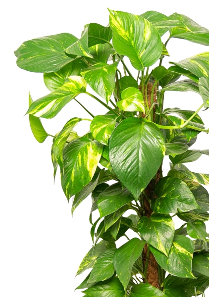 Сциндапсус Ауреум на опоре 27/130 см