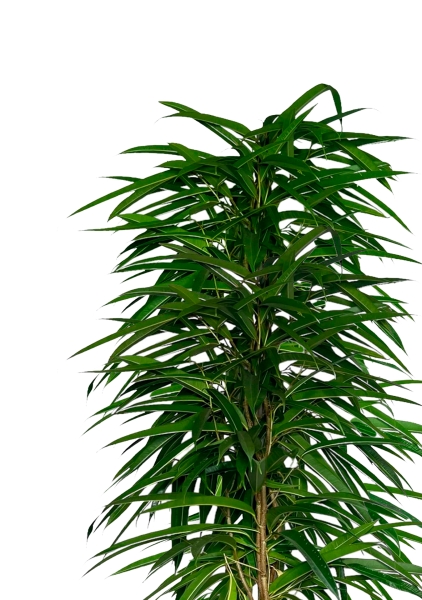 Фикус Али пирамида 46/260 см Фикус Али пирамида 46/260 см