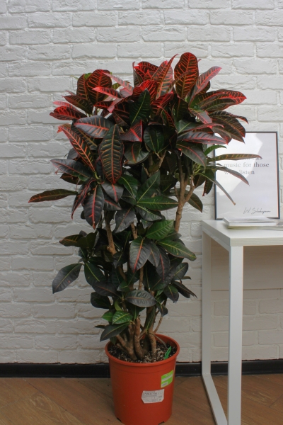 Кротон (Кодиеум) Петра 31/130 см в RONDO 40