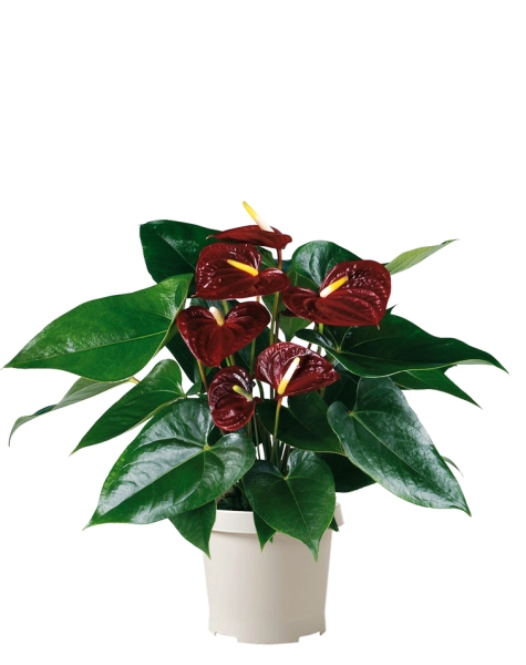 Антуриум Андре шоколадный 17/55 см