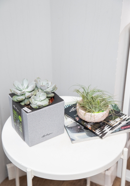 Пахифитум 9/15 см