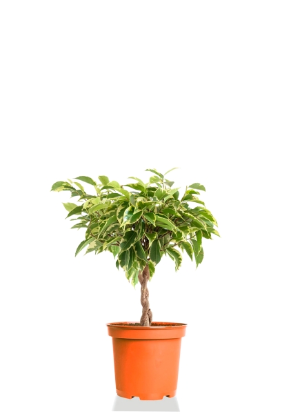 Фикус Бенджамина Лаки переплетенный 12/40 см Фикус Бенджамина Лаки переплетенный 12/40 см