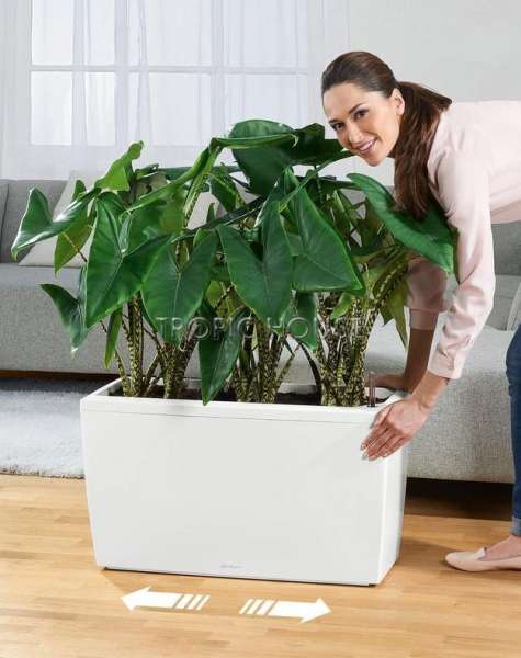 Кашпо LECHUZA CARARO 75х43 см