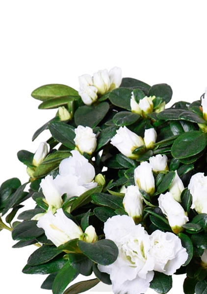 Азалия Фландрес белая 14/30 см Азалия Фландрес белая 14/30 см