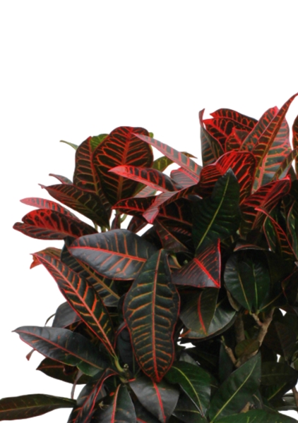 Кротон (Кодиеум) Петра 31/130 см в CANTO STONE HIGH 40