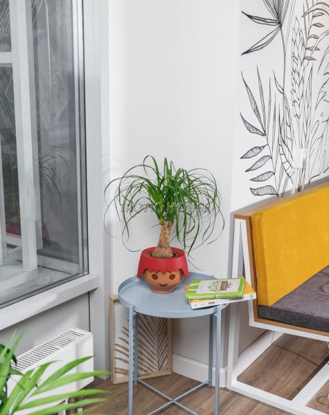 Нолина в OJO 35 см