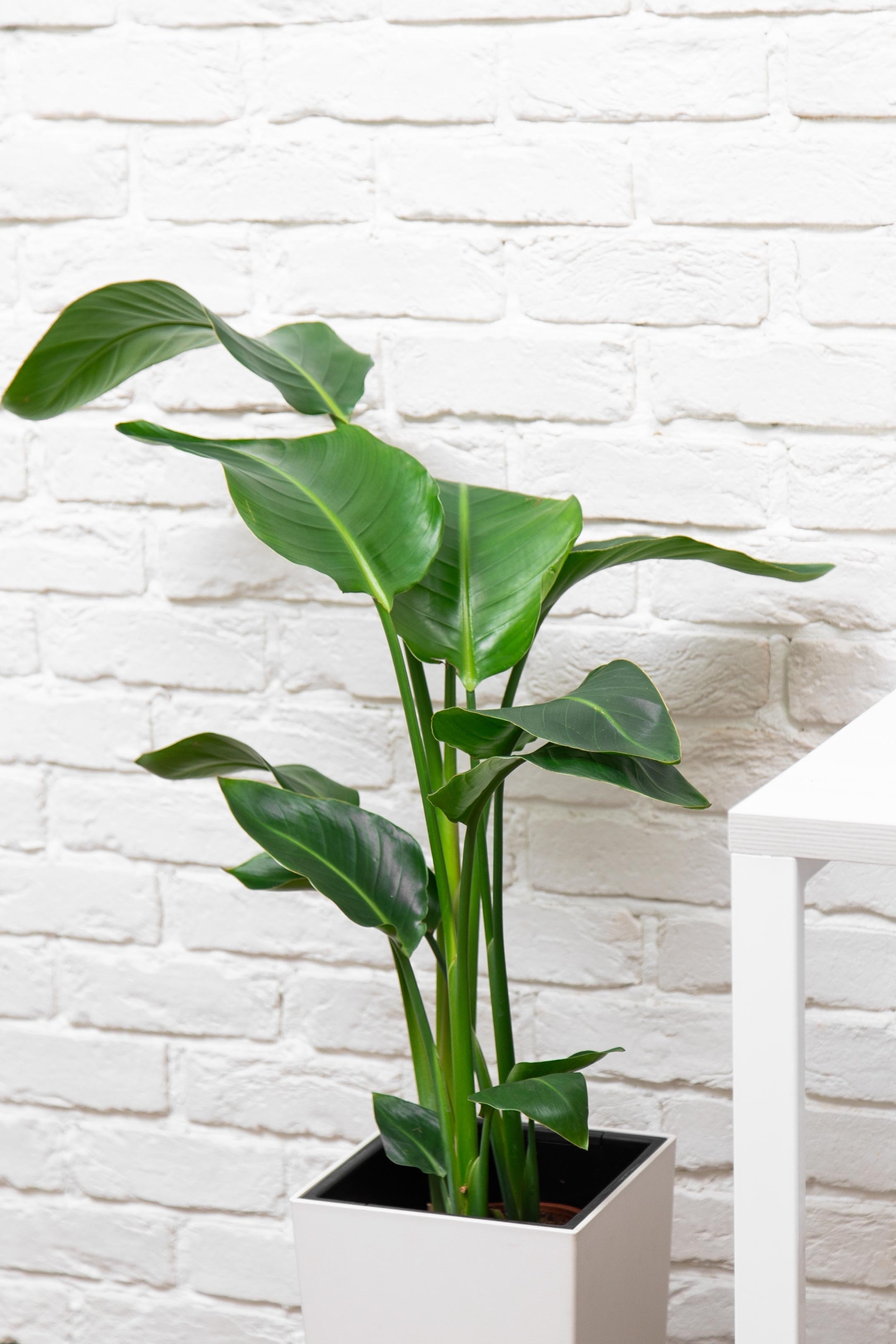 Стрелиция Николай 17/60 в CUBICO 22