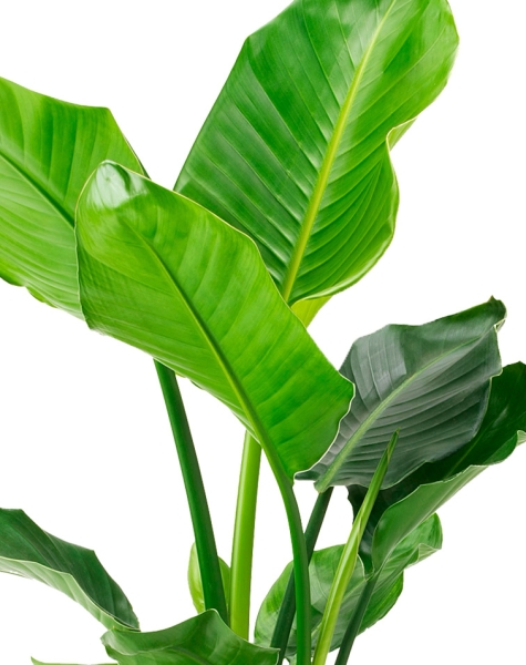 Стрелиция Николай 17/60 в QUADRO 21 Стрелиция Николай 17/60 в QUADRO 21