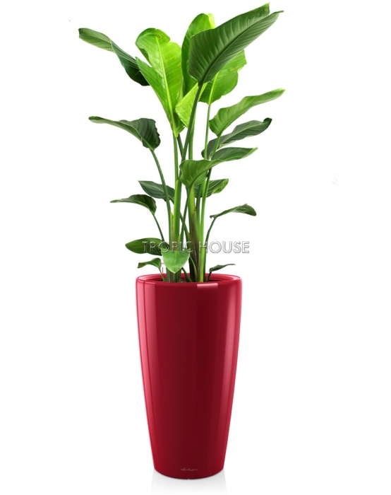 Стрелиция Николай RONDO 32/160 см Ярко-красный матовый