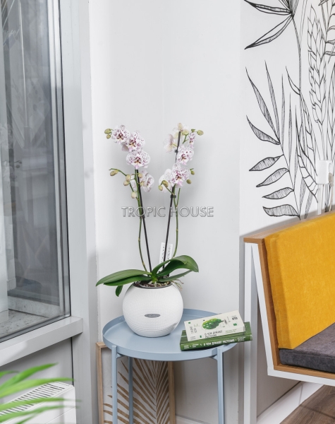 Орхидея пятнистая в PURO 20 Орхидея пятнистая в PURO 20