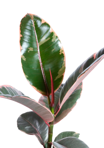 Фикус Эластика Белиз 12/45 см в PURO 20 Фикус Эластика Белиз 12/45 см в PURO 20