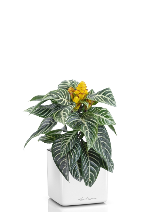 Афеляндра 12/25 см в CUBE GLOSSY 14, белый блестящий