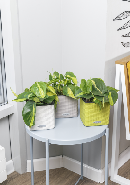 Набор Филодендрон Бразил в Cube Color 14 Набор Филодендрон Бразил в Cube Color 14