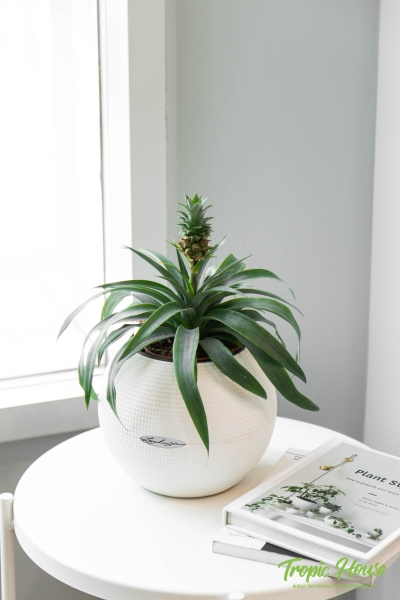 Ананас 12/40 см