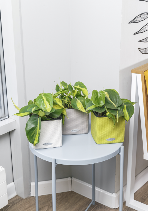 Набор Филодендрон Бразил в Cube Color 14