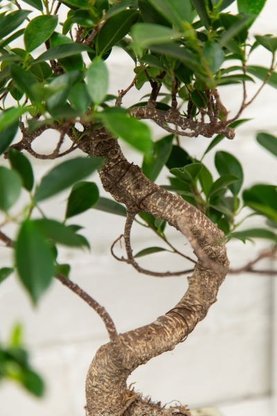 Бонсай микс в керамике S форма 20/35 см