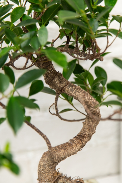 Бонсай микс в керамике S форма 20/35 см