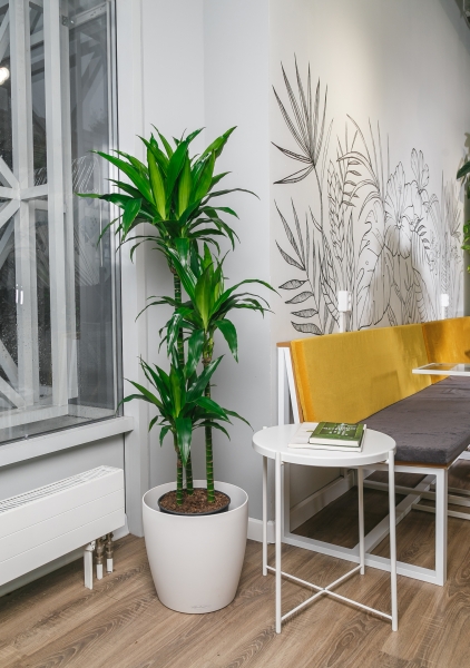 Драцена Джанет Крейг 3 ствола 23/150 см