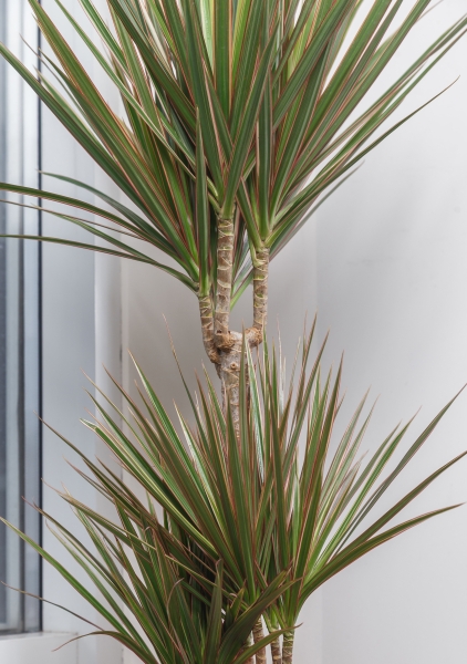 Драцена Маргината Биколор CLASSICO 35 Драцена Маргината Биколор CLASSICO 35