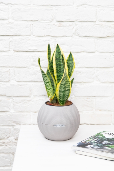 Сансевиерия Лауренти 12/40 см