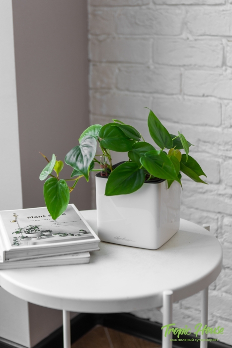 Филодендрон Сканденс 12/20 см