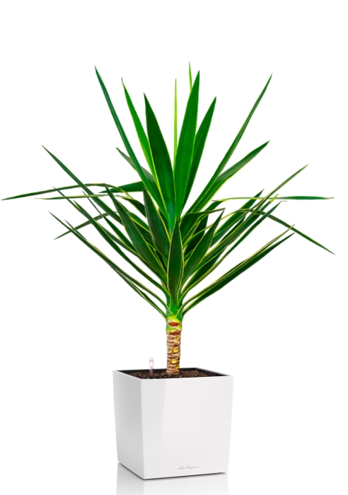 Юкка Пак в CUBE 30, белый блестящий