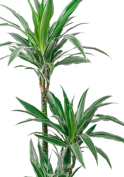 Драцена Варнески 3 ствола в CUBE 30